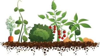 xno-till-gardening-vegetables.jpg.pagespeed.ic.xiuG30bZyX